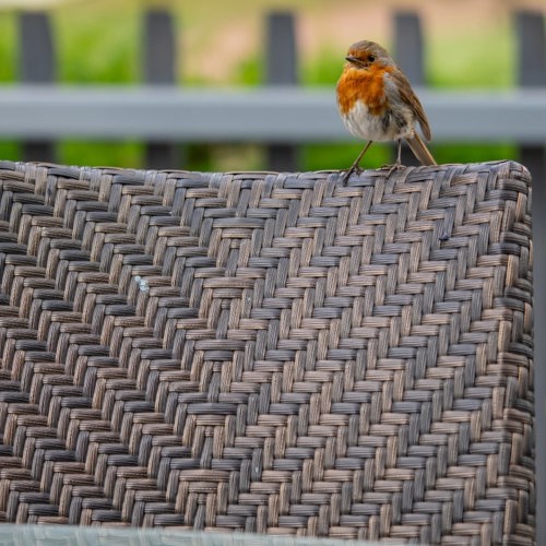 <p>OUR FRIENDLY ROBIN</p>